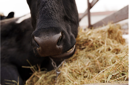 Cows resting peacefully in a rural, an Animal Photo by darksoul72