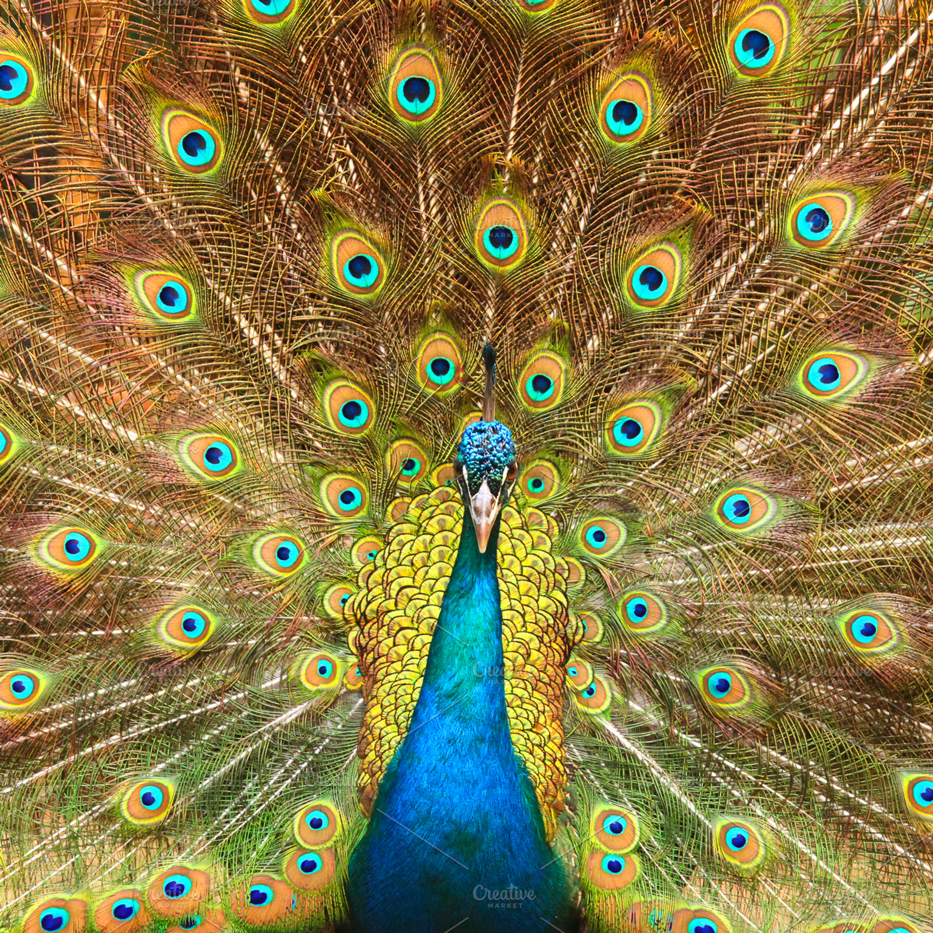 Peacock showing its feathers, an Animal Photo by Patricia Hofmeester