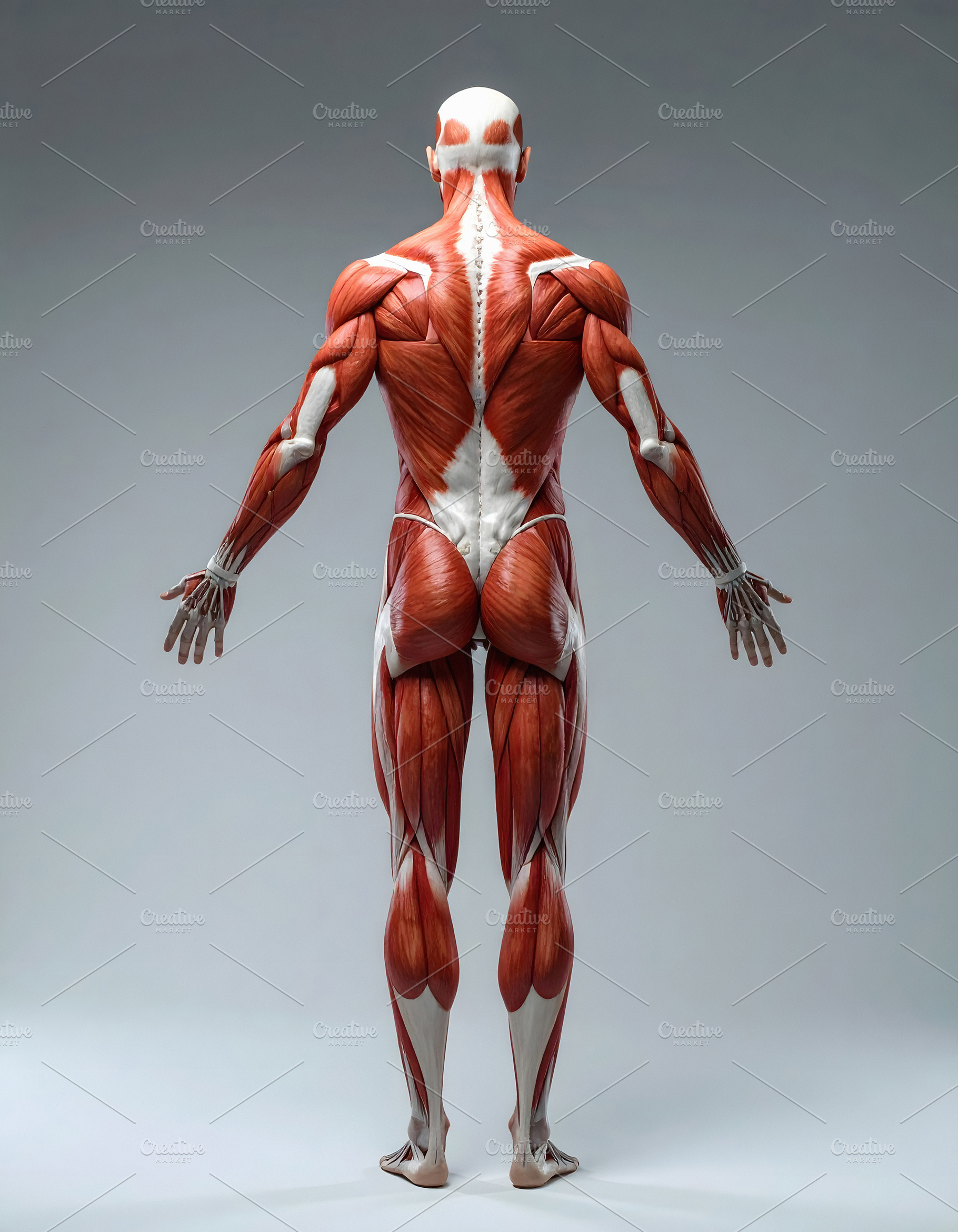 Full muscular anatomy model back view with extended structural d, a Health & Medical Photo by GoodGoods