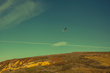 Bird On The Beach Containing California Mountains And Cliff preview 6