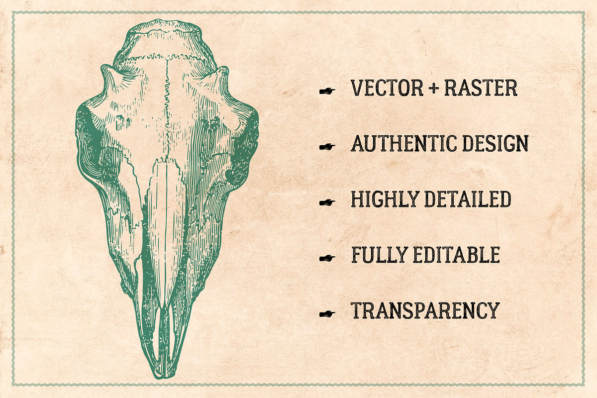 125 Vintage Animal Bones (Vector), an Animal Illustration by Brigantine Designs (Photo 2 of 9)