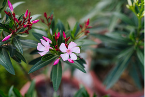 Potted oleander plants with flowers, a Nature Photo by HalfPoint