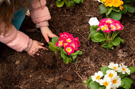 A Young Child Planting Primrose Flowers in the Flower Bed, a Nature Photo by P Maxwell Photography