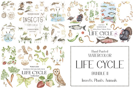Watercolor Life Cycle Bundle 2, an Education Illustration by MayaNavits