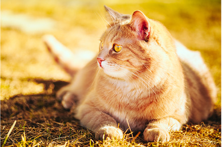 Red cat sitting on green spring, an Animal Photo by Our Amazing World