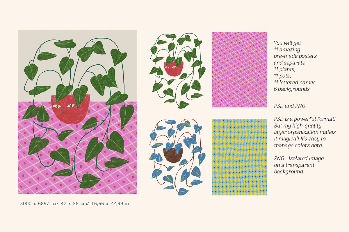 Peperomia - eclectic houseplants, an Illustration by Annakniaz (Photo 4 of 14)