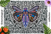 Entomological collection insect, a Decorative Illustration by Moonflora (Thumbnail 9 of 13)