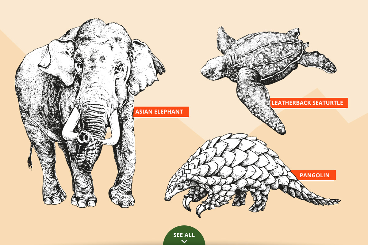 Dotwork Endangered Animals, an Animal Illustration by nordicworker (Photo 2 of 5)