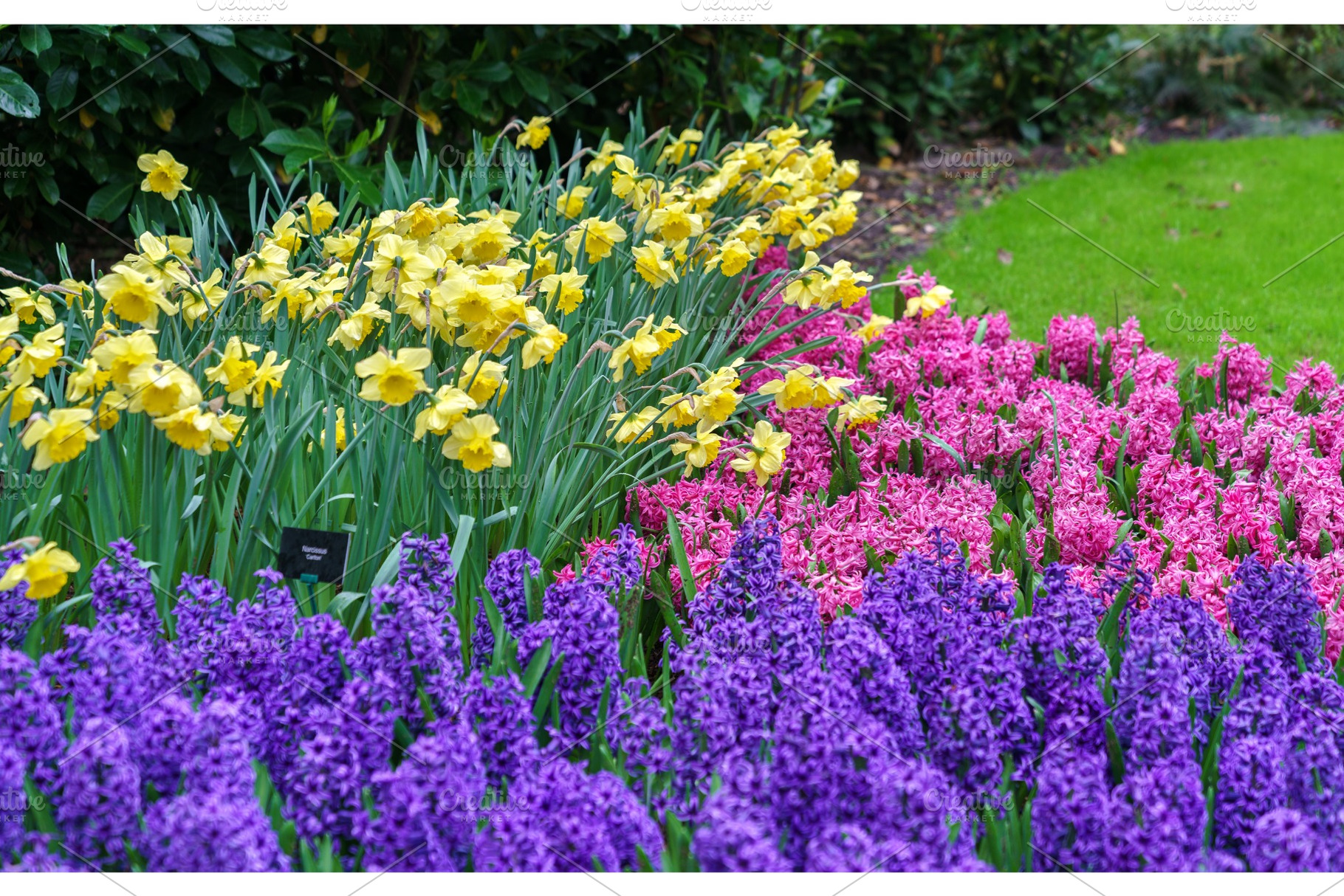Colorful flowers at the Keukenhof spring garden, the Netherlands., a Nature Photo by Leonid Andronov