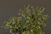 The Elderberry Bush, a Plants & Tree 3D Model by FuturePastCreatives (Thumbnail 1 of 9)
