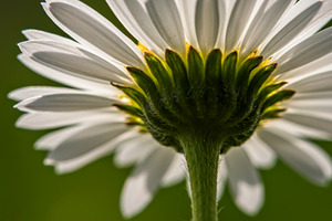 Close-up view of a white daisy flowe, a Nature Photo by professorinc