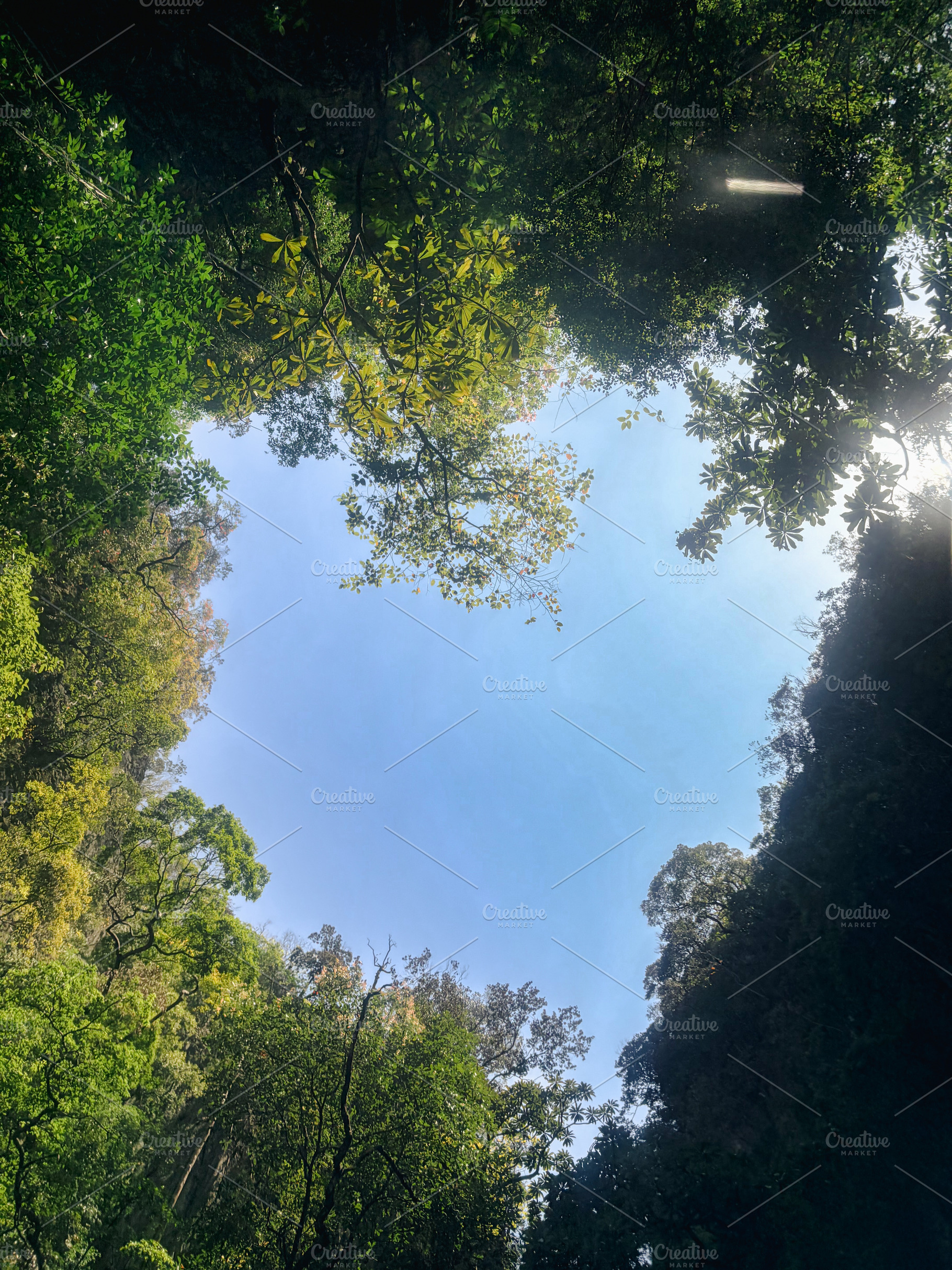 Forest as a heart shape, a Nature Photo by AMMi