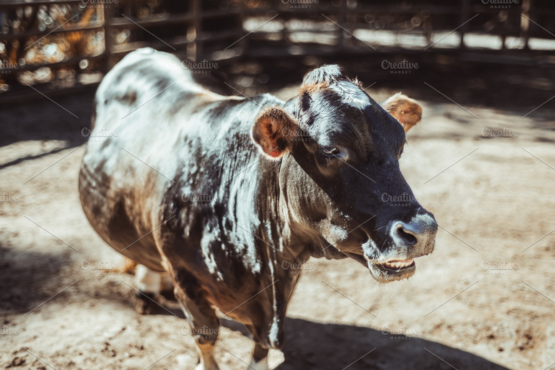 Cow in sunny paddock, an Animal Photo by SkyNext