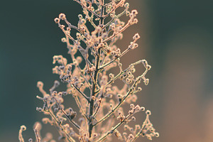 Frost on plant stock photo containing nature and plant