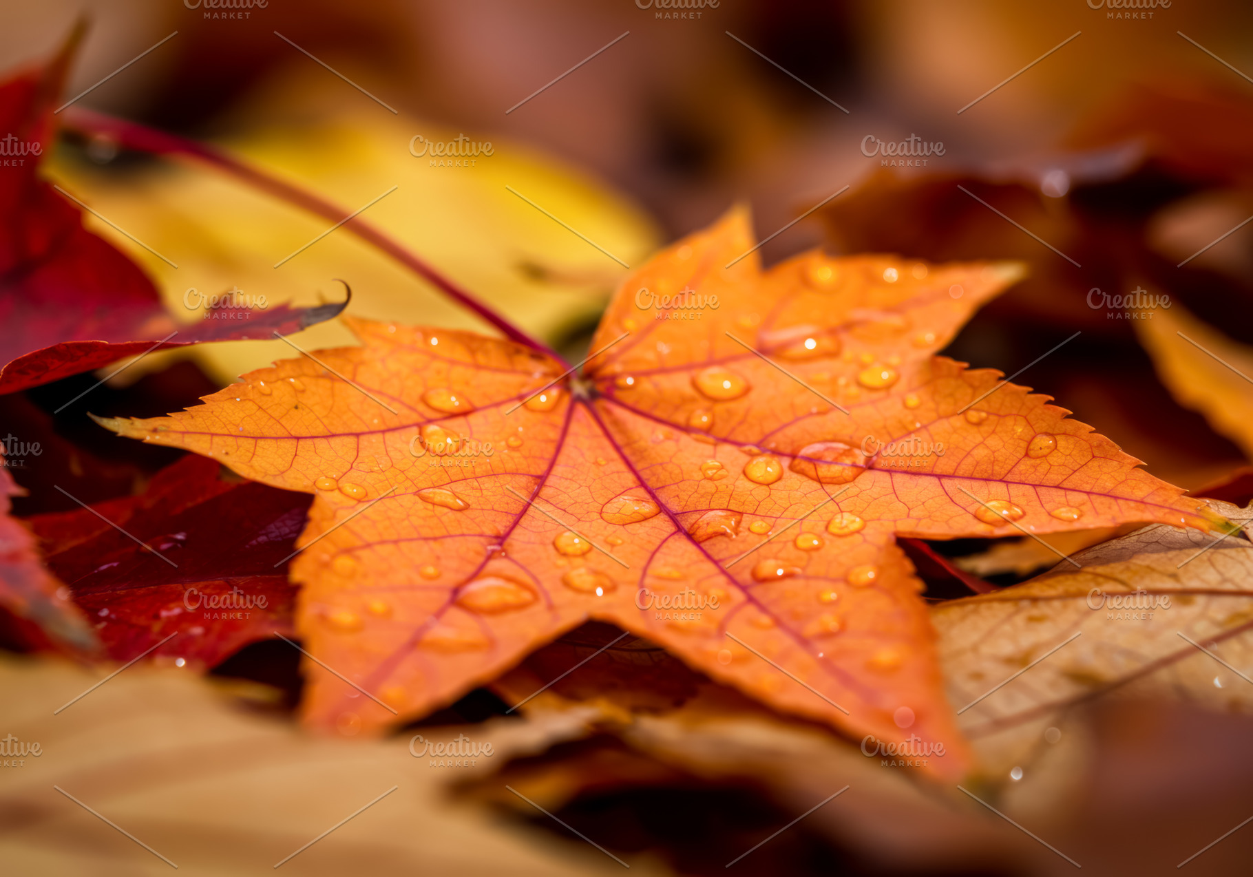 Autumn maple leaf with water droplet, a Nature Photo by professorinc