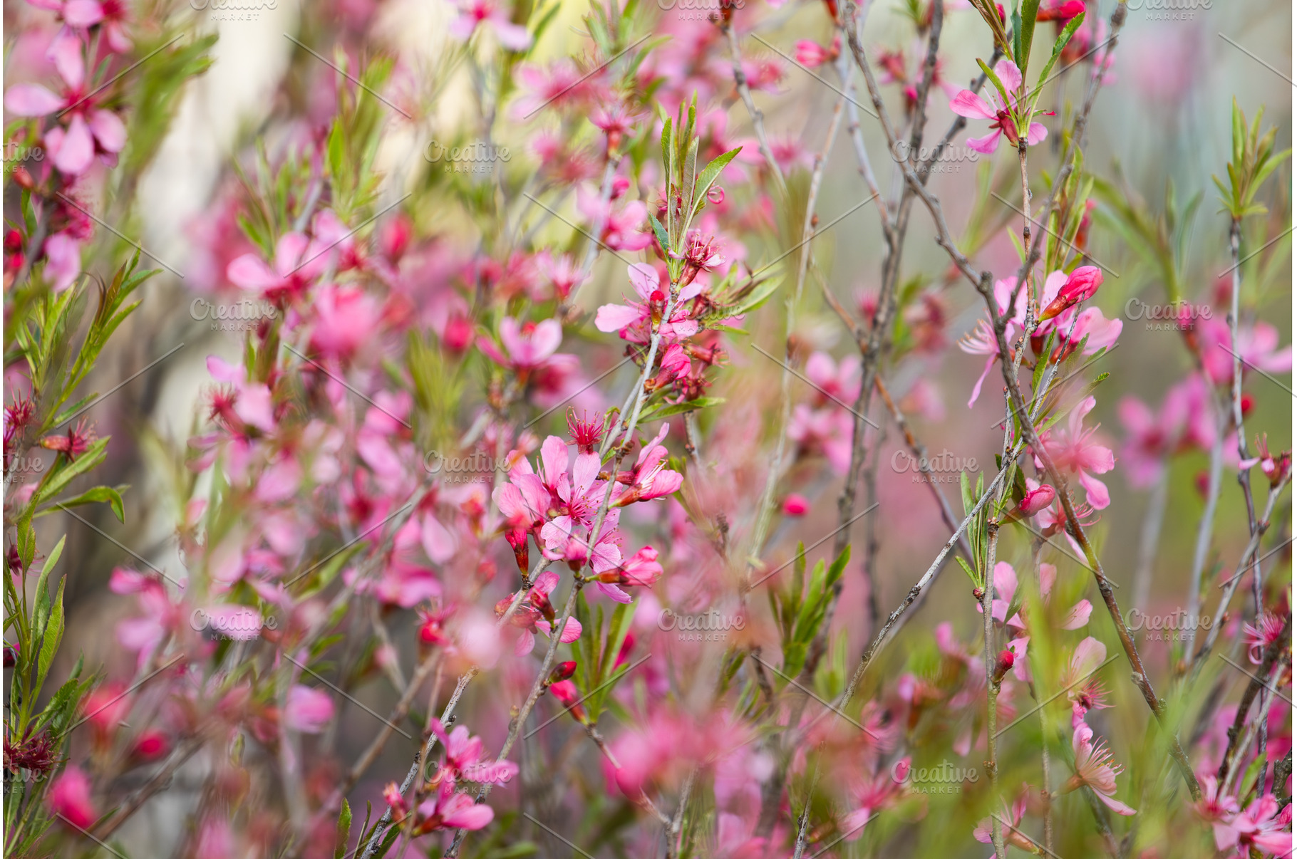 Pink flowers of Dwarf Russian Almond, an Animal Photo by Pakosta