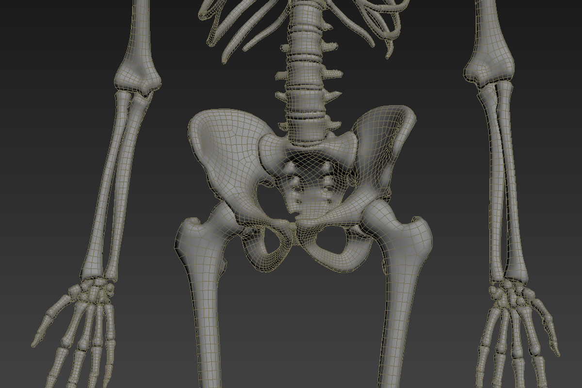 Human skeleton rigged, a Characters & Person 3D Model by konstantin.ermolaev (Photo 20 of 27)