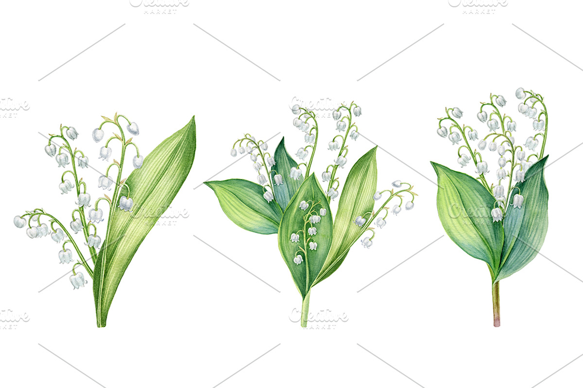 Lily of the valley, an Illustration by Watercolor life (Photo 4 of 4)