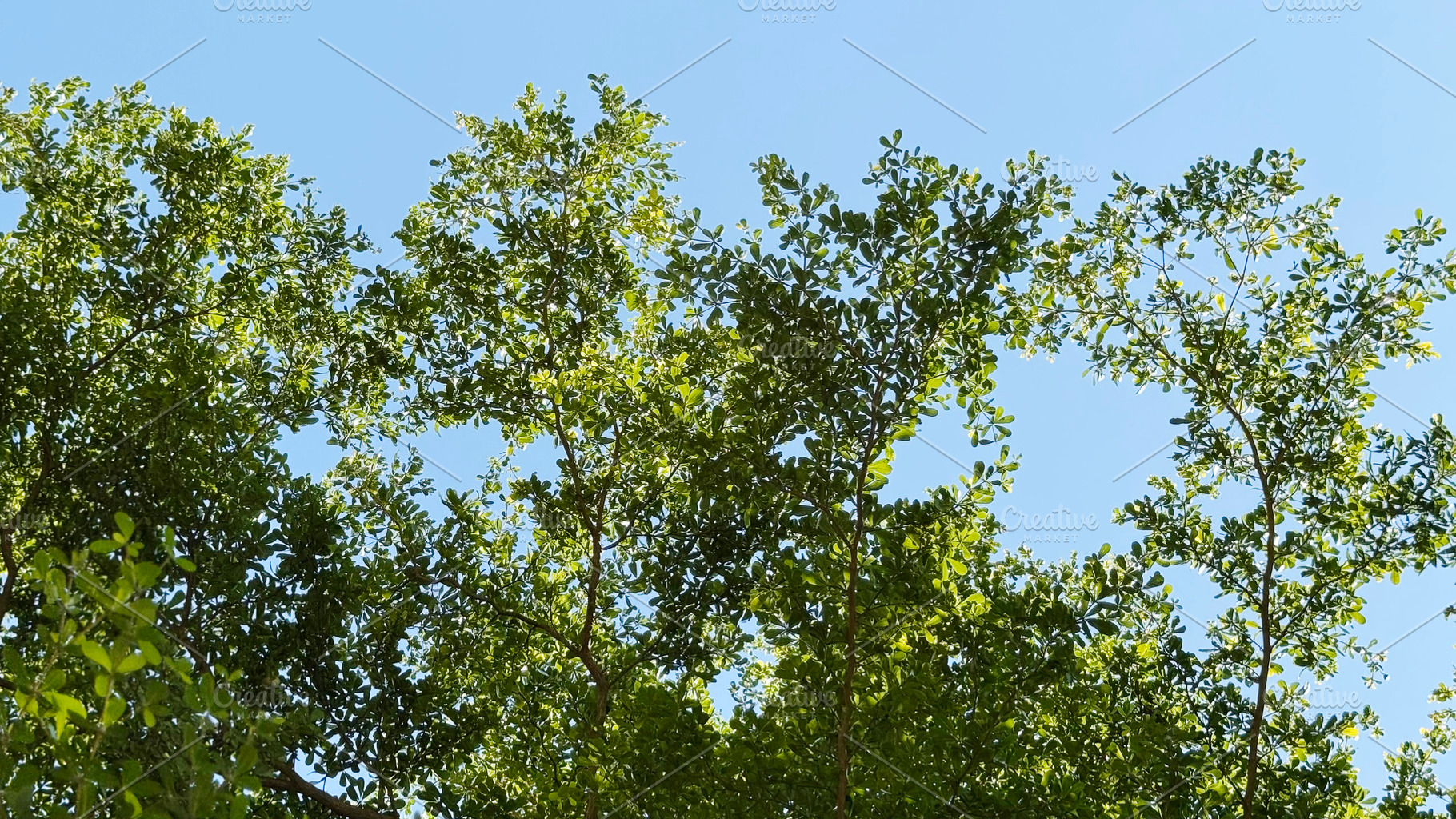 Green leaves with sunlight, a Photo by ArtBackground