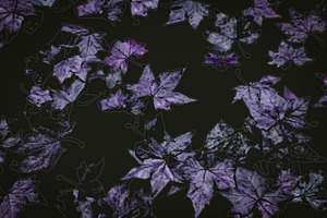 Dry leaves in violet tones over dark background, a Background Photo by DanFLCreativo