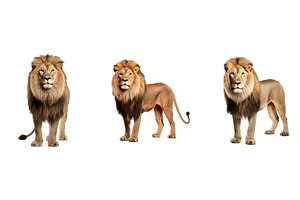 mane lion animal, an Animal Photo by pikepicture