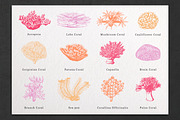 Fish & Corals Collection, an Animal Illustration by Chewie Co (Thumbnail 3 of 9)