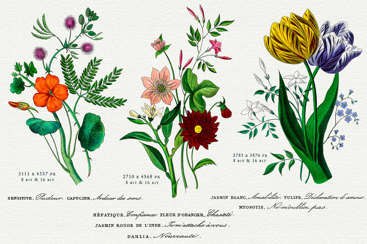 Flore des Dames Vintage French, an Illustration by French Kiss Collections (Photo 3 of 16)