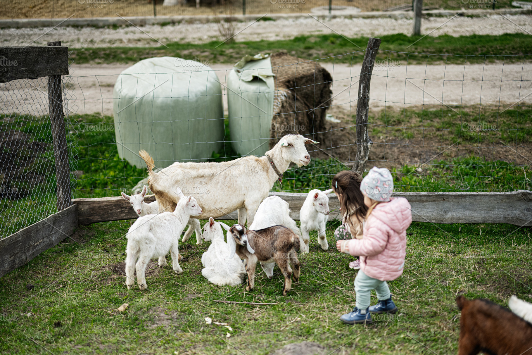 Two young children playing with a mother goat and her kids in a grassy farm enc, a Person Photo by AS photostudio