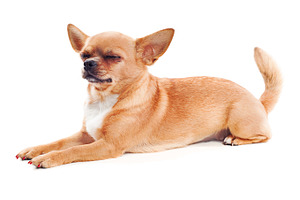Chihuahua dog stock photo containing adorable and animal