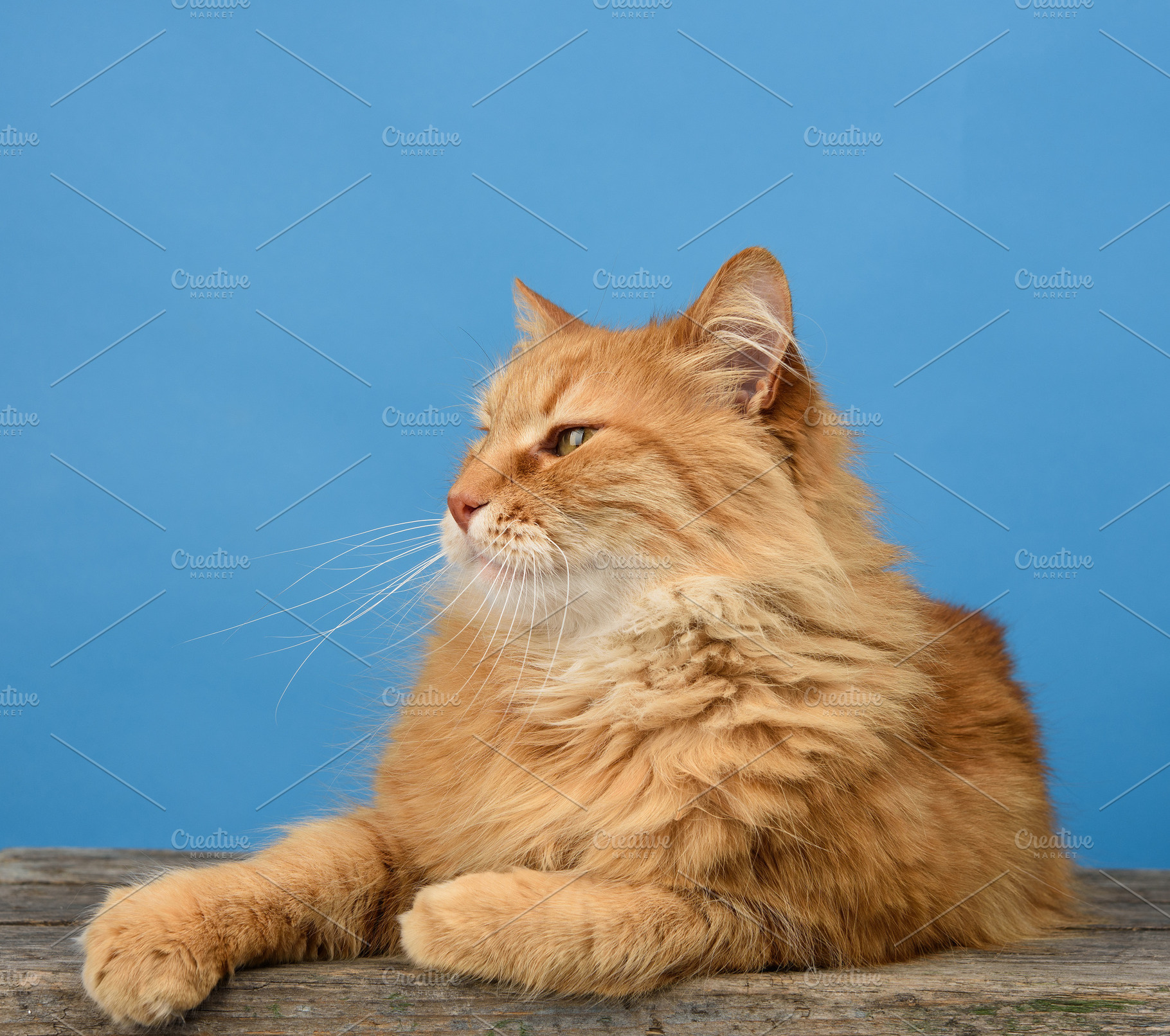 An adult ginger cat lies and rests on a blue background, an Animal Photo by ndanko