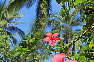 Hibiscus flower, a Photo by saiko3p
