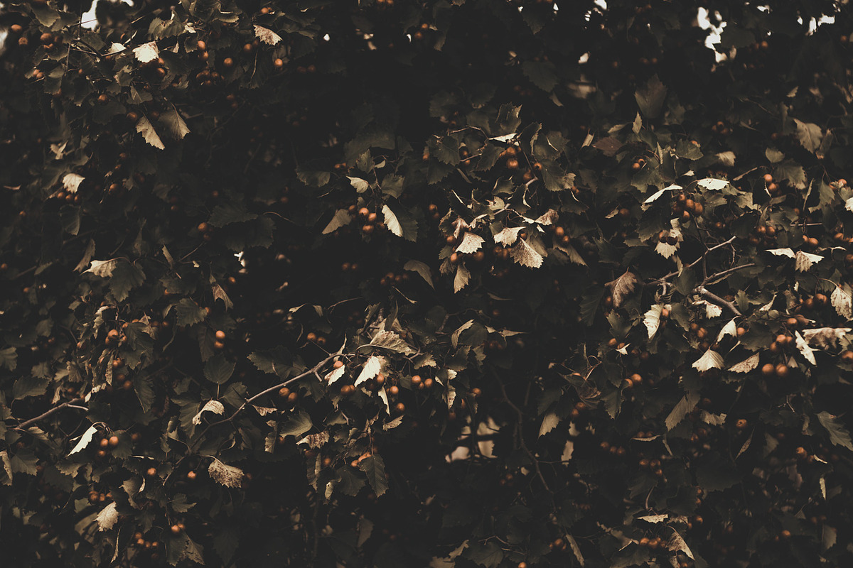 Dark green backgrounds, a Nature Photo by Alekseyliss (Photo 8 of 10)