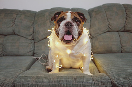 English Bulldog Outdoor preview 4