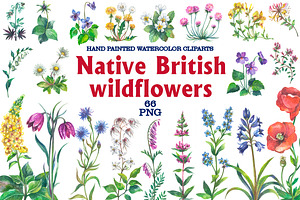 Native British wildflower watercolor