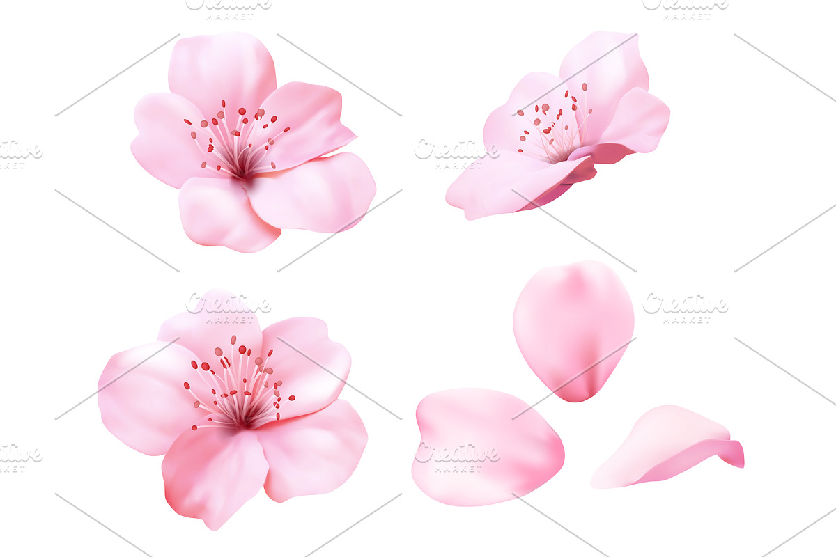 Realistic pink sakura blossom, an Object Illustration by art PVP - market