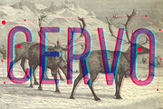 Cervo family fonts, a Font by Blazej Ostoja Lniski (Thumbnail 1 of 5)