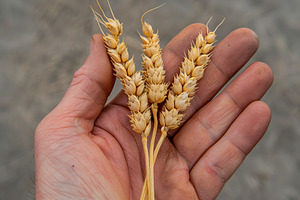Wheat ears in male hand, a Nature Photo by AlyaAnd