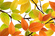 Set of autumn tree branches, a Seasonal Illustration by belander (Thumbnail 3 of 3)