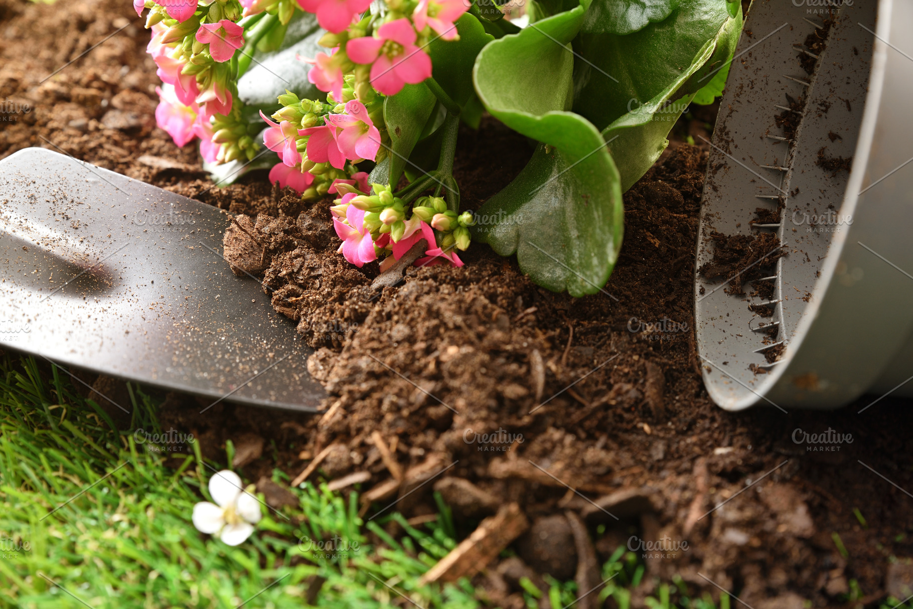 Removing Flower Plant from Pot for Transplant, a Nature Photo by Davizro's Market