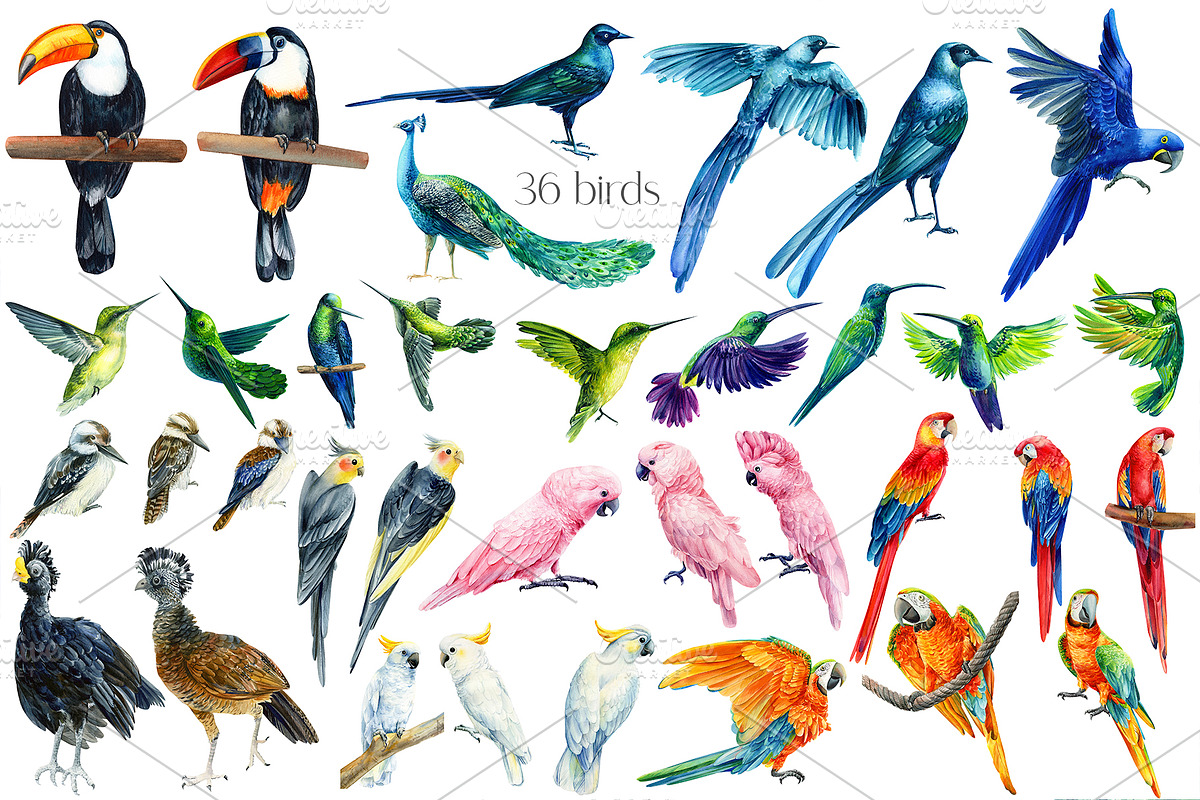 Tropical Birds, Watercolor painting, an Animal Illustration by Hanna Hryharenka (Photo 13 of 13)