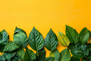 99 Frames of green leaves, a Nature Photo by Handmadefont (Thumbnail 22 of 100)