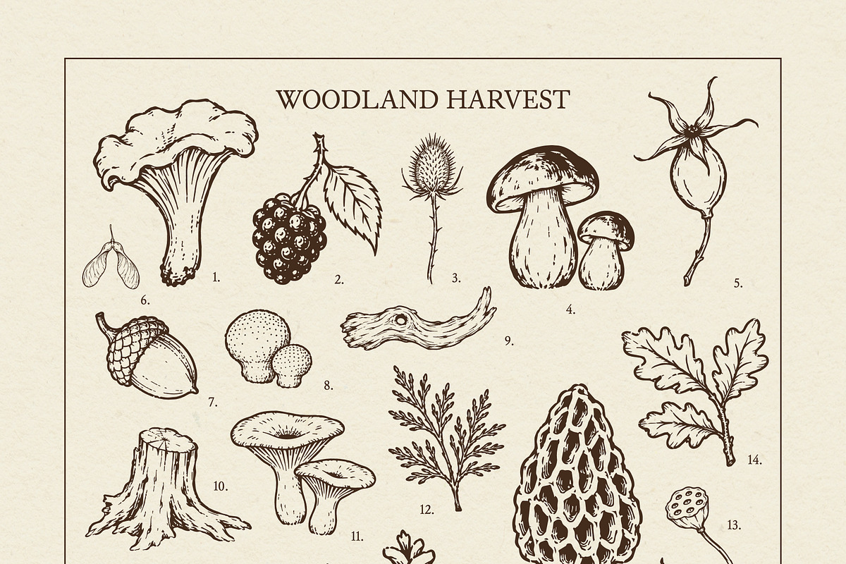 FOREST TREASURES illustrations, a Seasonal Illustration by Crocus Paperi (Photo 2 of 8)