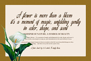 Alexyne Elegant Script Font, a Script Font by Graphicxell (Thumbnail 4 of 8)
