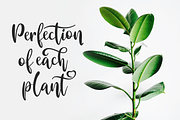Valencia, a Script Font by Larin Type Co. (Thumbnail 6 of 10)