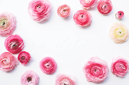 Styled Stock Photo, Pink Ranunculus