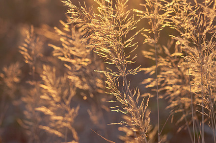 Golden hour ii stock photo containing golden hour and photo