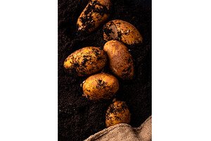 Raw young potato in the ground, a Food & Drink Photo by Yulia Furman