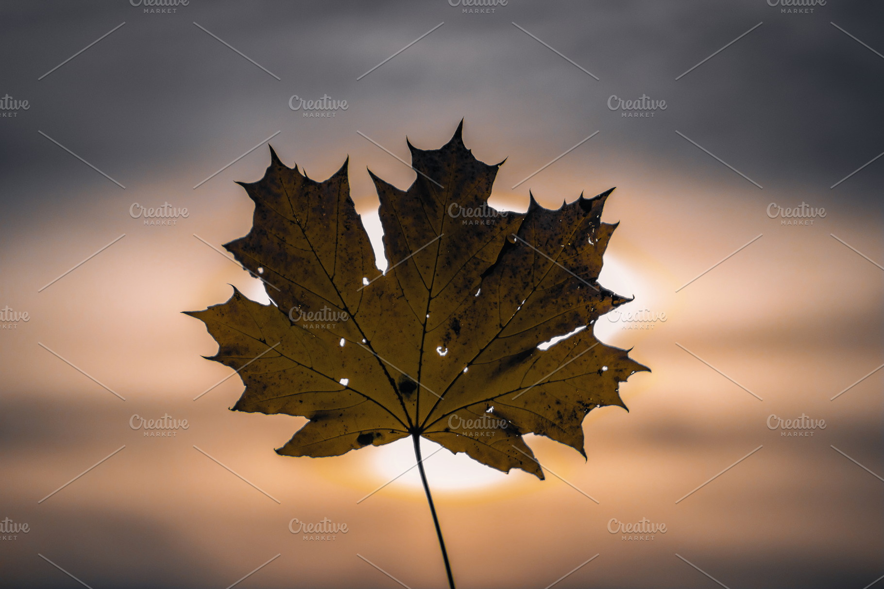 Leaf #11, a Nature Photo by jakub_kopecky