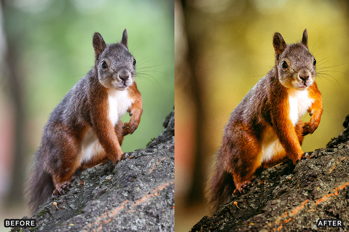 Misty Autumn Forest Presets, a Preset Add-On by AAA Presets (Photo 5 of 13)
