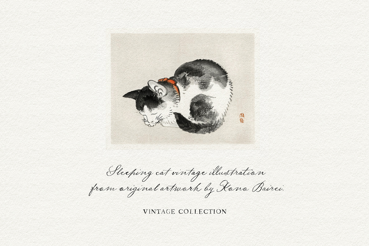 Nightingale Script, a Script Font by Nicky Laatz (Photo 6 of 10)